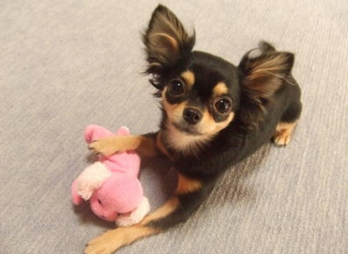 カナガンの対象年齢